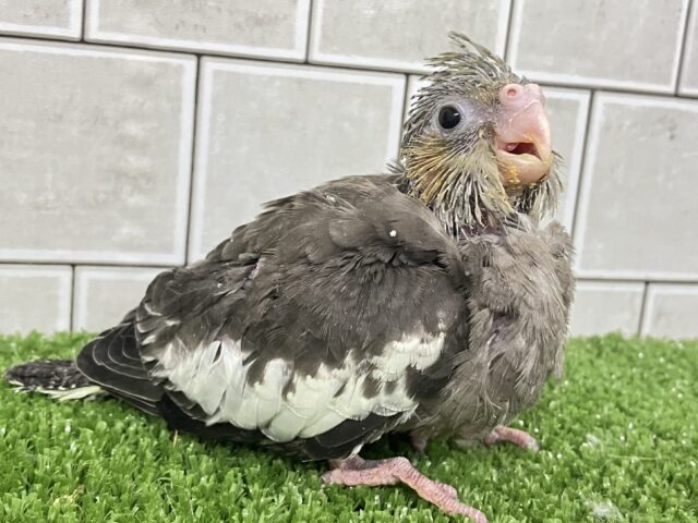 春眠SUNNY☀️*°オフトゥンほしぃ、、🐑💤オカメインコ(ノーマル/2026年2月生まれ) オカメインコ