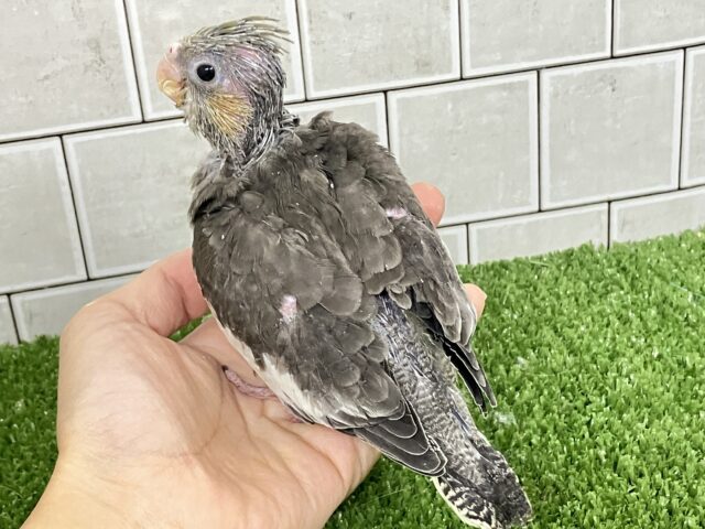 春眠SUNNY☀️*°オフトゥンほしぃ、、🐑💤オカメインコ(ノーマル/2026年2月生まれ) オカメインコ