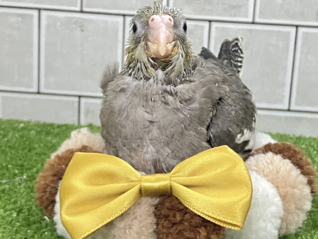 春眠SUNNY☀️*°オフトゥンほしぃ、、🐑💤オカメインコ(ノーマル/2026年2月生まれ) オカメインコ