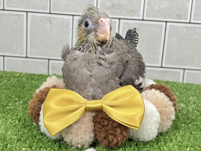 春眠SUNNY☀️*°オフトゥンほしぃ、、🐑💤オカメインコ(ノーマル/2026年2月生まれ) オカメインコ