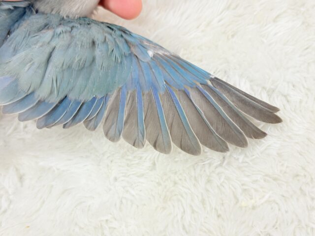 【最新画像更新🪄もうすぐひとり餌☆】深海ブルーの輝き🌊🫧コザクラインコ(ブルーチェリー) ヒナ コザクラインコ(小桜インコ)