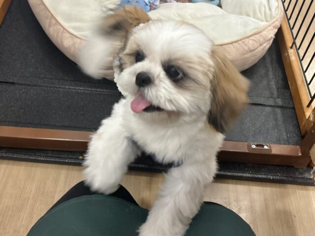 シーズー
