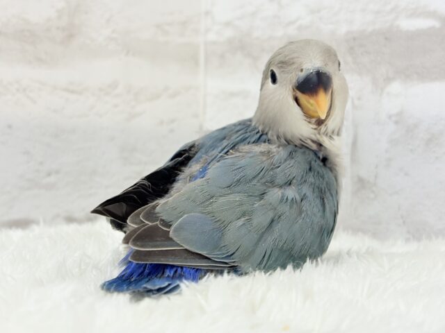 【最新画像更新🪄もうすぐひとり餌☆】深海ブルーの輝き🌊🫧コザクラインコ(ブルーチェリー) ヒナ コザクラインコ(小桜インコ)