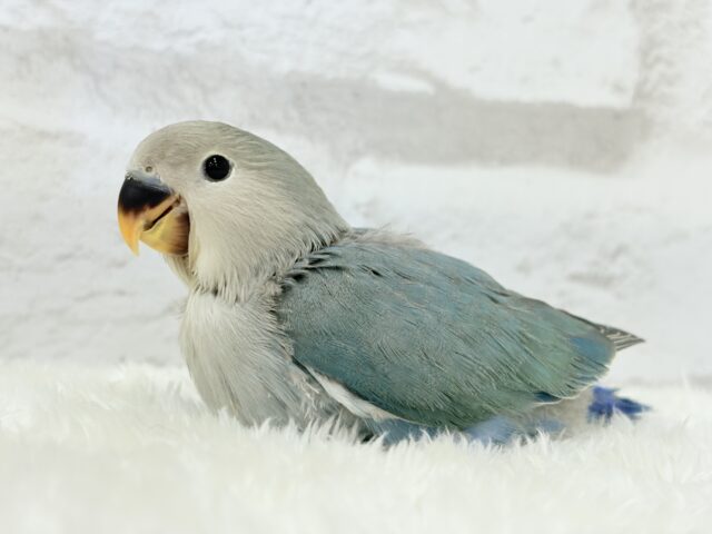 【最新画像更新🪄もうすぐひとり餌☆】深海ブルーの輝き🌊🫧コザクラインコ(ブルーチェリー) ヒナ コザクラインコ(小桜インコ)