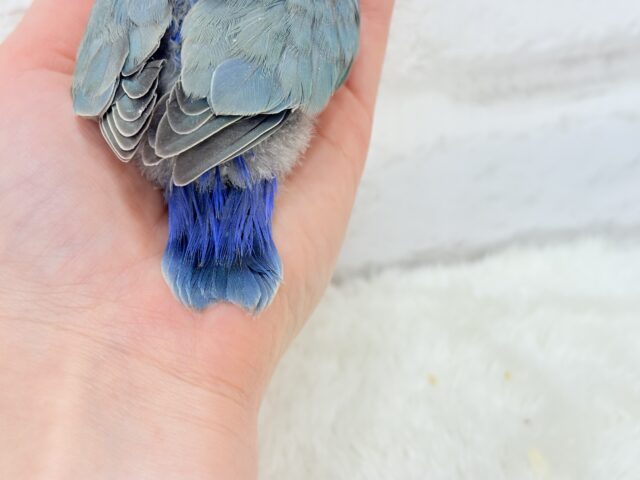【最新画像更新🪄もうすぐひとり餌☆】深海ブルーの輝き🌊🫧コザクラインコ(ブルーチェリー) ヒナ コザクラインコ(小桜インコ)
