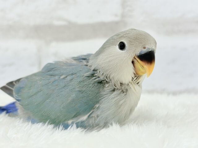 【最新画像更新🪄もうすぐひとり餌☆】深海ブルーの輝き🌊🫧コザクラインコ(ブルーチェリー) ヒナ コザクラインコ(小桜インコ)