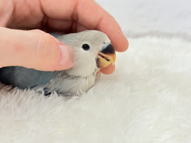 【最新画像更新🪄もうすぐひとり餌☆】深海ブルーの輝き🌊🫧コザクラインコ(ブルーチェリー) ヒナ コザクラインコ(小桜インコ)