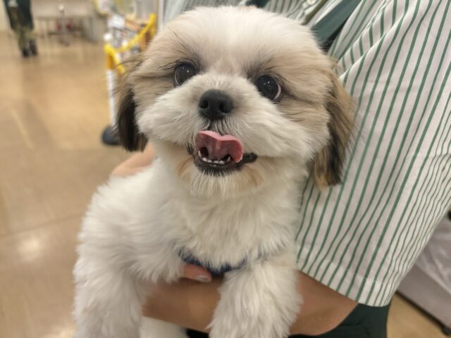 シーズー