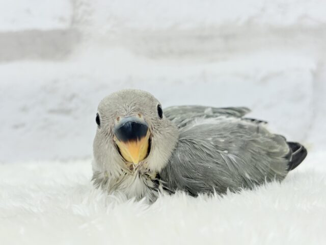 【最新画像更新🪄】見た目とのギャップNo.1🐣👑コザクラインコ(モーブオパーリン) ヒナ コザクラインコ(小桜インコ)