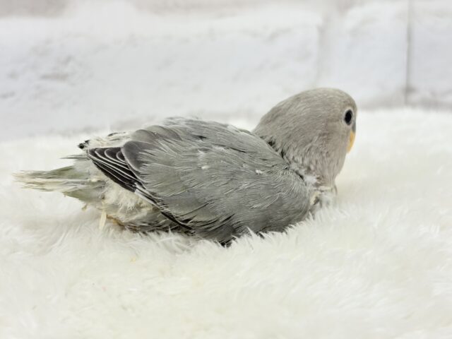 【最新画像更新🪄】見た目とのギャップNo.1🐣👑コザクラインコ(モーブオパーリン) ヒナ コザクラインコ(小桜インコ)