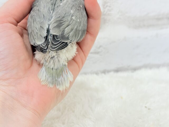 【最新画像更新🪄】見た目とのギャップNo.1🐣👑コザクラインコ(モーブオパーリン) ヒナ コザクラインコ(小桜インコ)