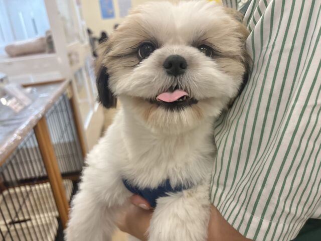シーズー