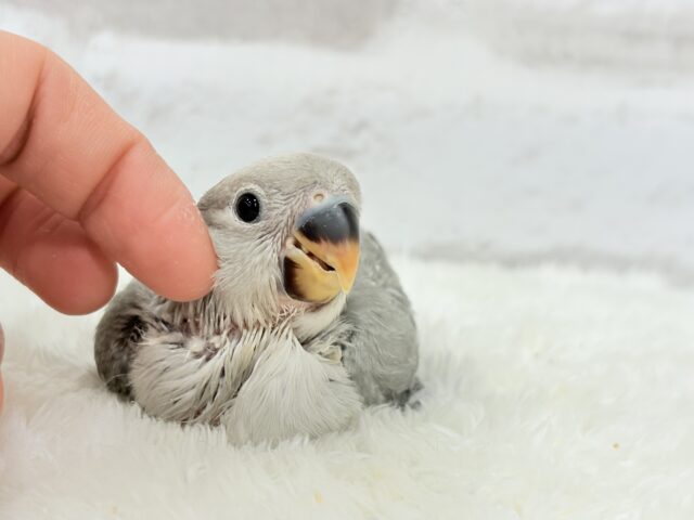 【最新画像更新🪄】見た目とのギャップNo.1🐣👑コザクラインコ(モーブオパーリン) ヒナ コザクラインコ(小桜インコ)