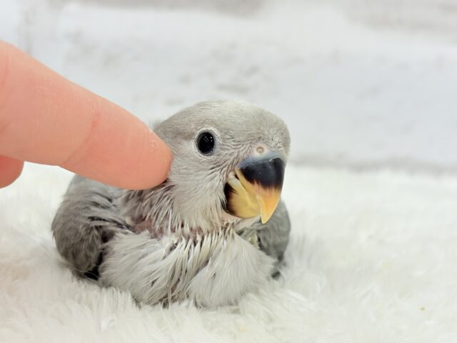 【最新画像更新🪄】見た目とのギャップNo.1🐣👑コザクラインコ(モーブオパーリン) ヒナ コザクラインコ(小桜インコ)