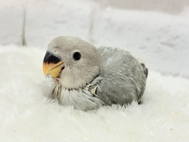 【最新画像更新🪄】見た目とのギャップNo.1🐣👑コザクラインコ(モーブオパーリン) ヒナ コザクラインコ(小桜インコ)