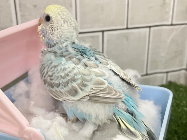 うっとりバニラ🫰divingくり〜む🍨🤍🌊セキセイインコ(パステルレインボー/2026年2月生まれ) セキセイインコ