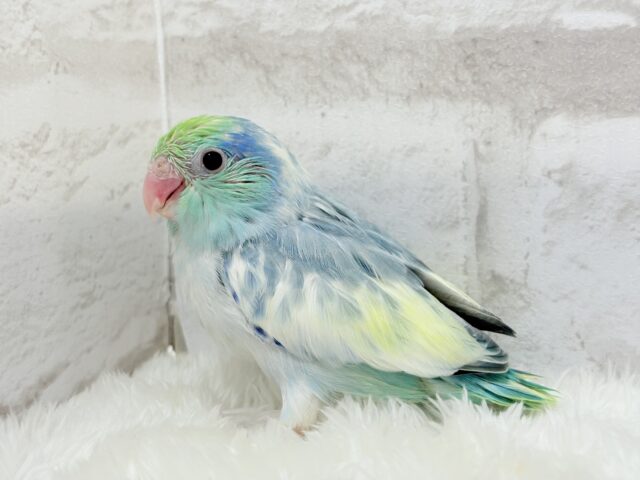 マメルリハ