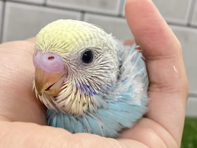 うっとりバニラ🫰divingくり〜む🍨🤍🌊セキセイインコ(パステルレインボー/2026年2月生まれ) セキセイインコ