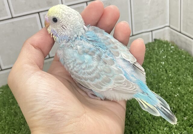 うっとりバニラ🫰divingくり〜む🍨🤍🌊セキセイインコ(パステルレインボー/2026年2月生まれ) セキセイインコ