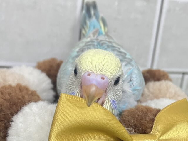 うっとりバニラ🫰divingくり〜む🍨🤍🌊セキセイインコ(パステルレインボー/2026年2月生まれ) セキセイインコ