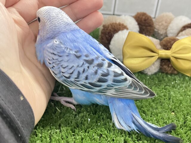 アートの迷路😌💭ハートあるかな…?💙♬.*゚セキセイインコ(ブルーオパーリン/2026年2月生まれ) セキセイインコ