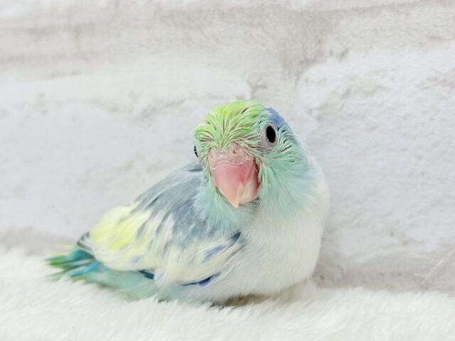 唯一無二🫧宝石みたいな輝き💎.*マメルリハ(ターコイズヘビーパイドブルー) 男の子 ヒナ マメルリハ