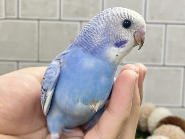 アートの迷路😌💭ハートあるかな…?💙♬.*゚セキセイインコ(ブルーオパーリン/2026年2月生まれ) セキセイインコ
