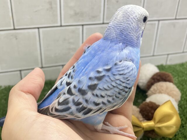 アートの迷路😌💭ハートあるかな…?💙♬.*゚セキセイインコ(ブルーオパーリン/2026年2月生まれ) セキセイインコ
