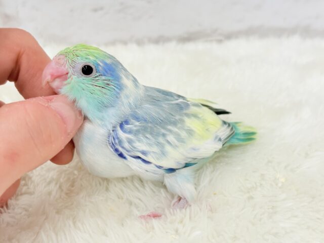 マメルリハ