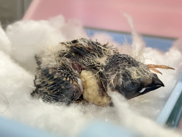 …zzZ🐑みにみに𝗣𝗮𝘆𝗣𝗮𝘆〜♾錦花鳥(ノーマル/2026年2月生まれ) 錦花鳥(キンカチョウ)