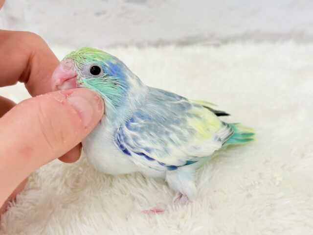 マメルリハ