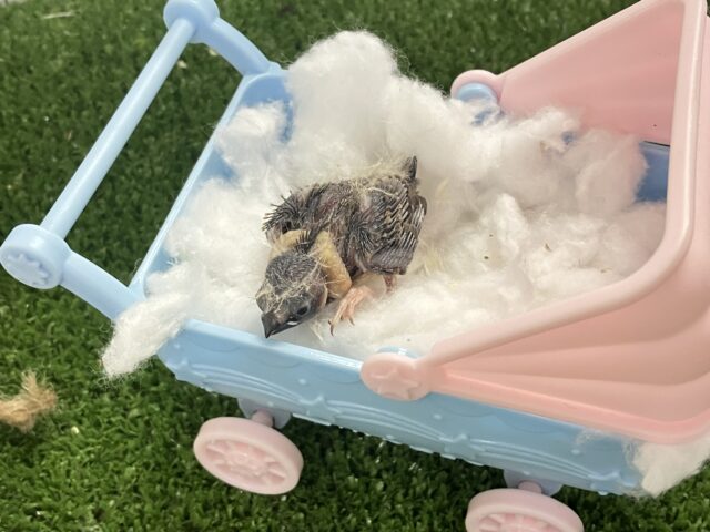 …zzZ🐑みにみに𝗣𝗮𝘆𝗣𝗮𝘆〜♾錦花鳥(ノーマル/2026年2月生まれ) 錦花鳥(キンカチョウ)