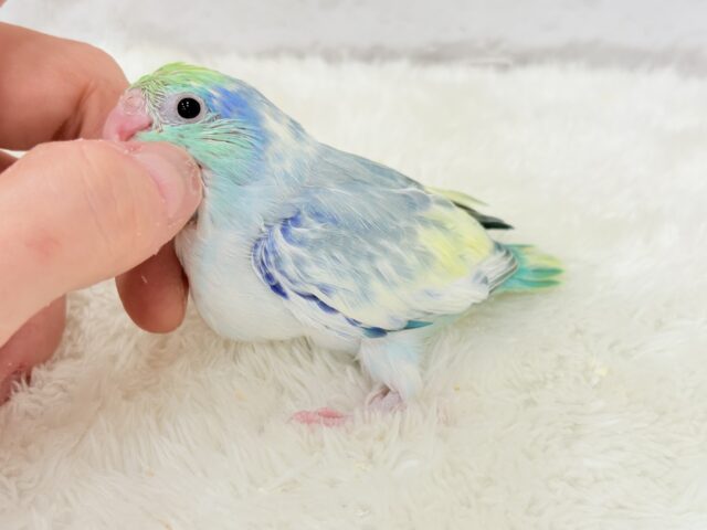 マメルリハ