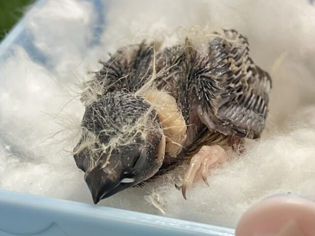 …zzZ🐑みにみに𝗣𝗮𝘆𝗣𝗮𝘆〜♾錦花鳥(ノーマル/2026年2月生まれ) 錦花鳥(キンカチョウ)