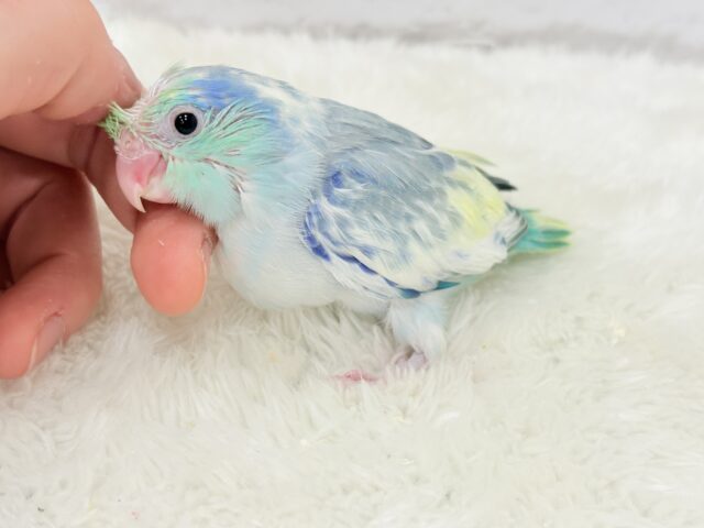 マメルリハ
