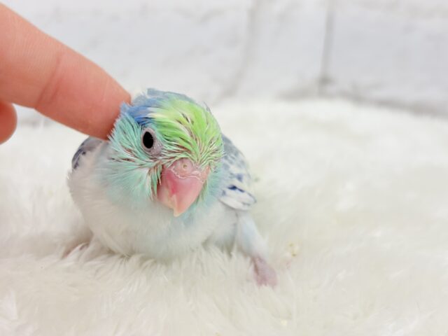 マメルリハ