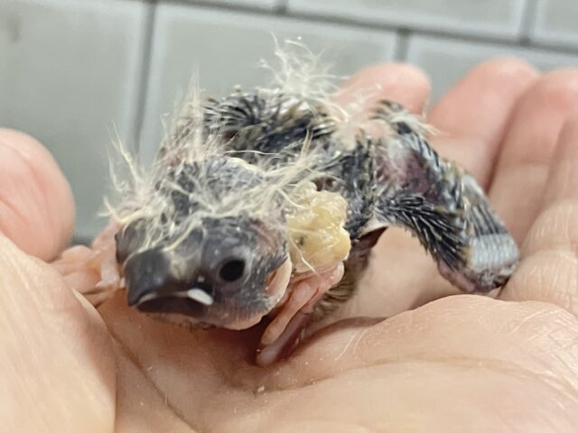 …zzZ🐑みにみに𝗣𝗮𝘆𝗣𝗮𝘆〜♾錦花鳥(ノーマル/2026年2月生まれ) 錦花鳥(キンカチョウ)