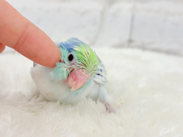 マメルリハ