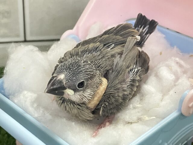 ✨最新画像✨チュンチュン!!(・8・)ほっぺた夢いっぱい💭💞桜文鳥(2026年2月生まれ) 桜文鳥