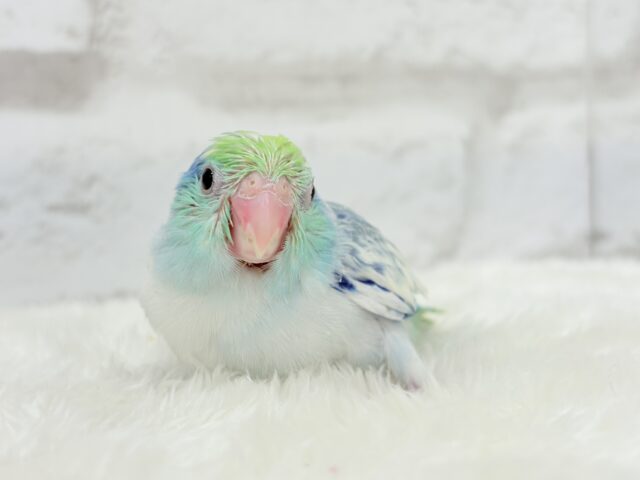 マメルリハ