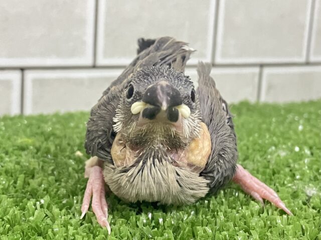 桜文鳥