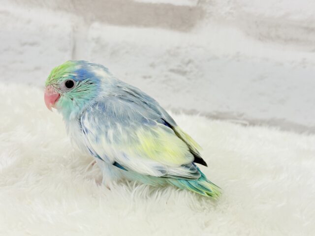 マメルリハ