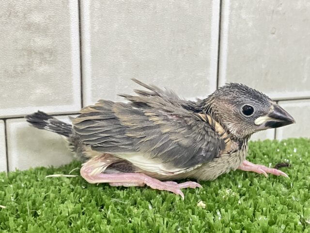 ✨最新画像✨チュンチュン!!(・8・)ほっぺた夢いっぱい💭💞桜文鳥(2026年2月生まれ) 桜文鳥