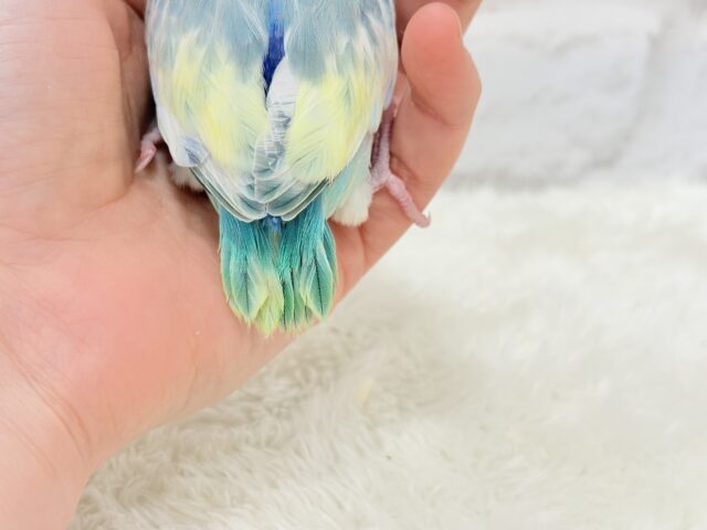 マメルリハ
