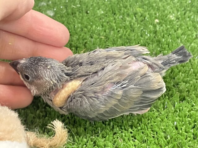 ✨最新画像✨チュンチュン!!(・8・)ほっぺた夢いっぱい💭💞桜文鳥(2026年2月生まれ) 桜文鳥