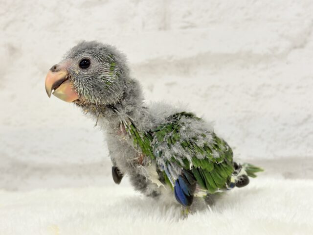 【最新画像更新🪄】毎日の成長が楽しみ♬*°キガシラアオハシインコ(ノーマル) ヒナ キガシラアオハシインコ