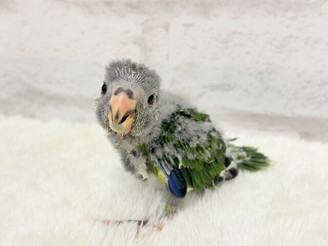 【最新画像更新🪄】毎日の成長が楽しみ♬*°キガシラアオハシインコ(ノーマル) ヒナ キガシラアオハシインコ