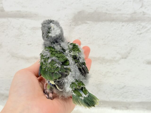 【最新画像更新🪄】毎日の成長が楽しみ♬*°キガシラアオハシインコ(ノーマル) ヒナ キガシラアオハシインコ