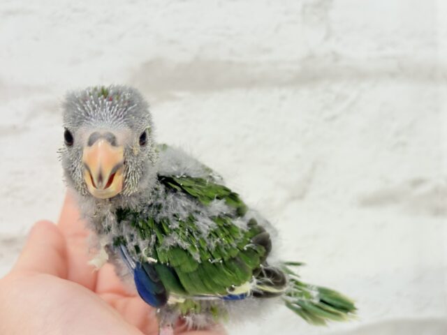 【最新画像更新🪄】毎日の成長が楽しみ♬*°キガシラアオハシインコ(ノーマル) ヒナ キガシラアオハシインコ