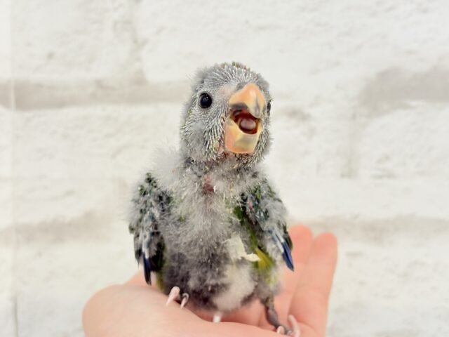 【最新画像更新🪄】毎日の成長が楽しみ♬*°キガシラアオハシインコ(ノーマル) ヒナ キガシラアオハシインコ